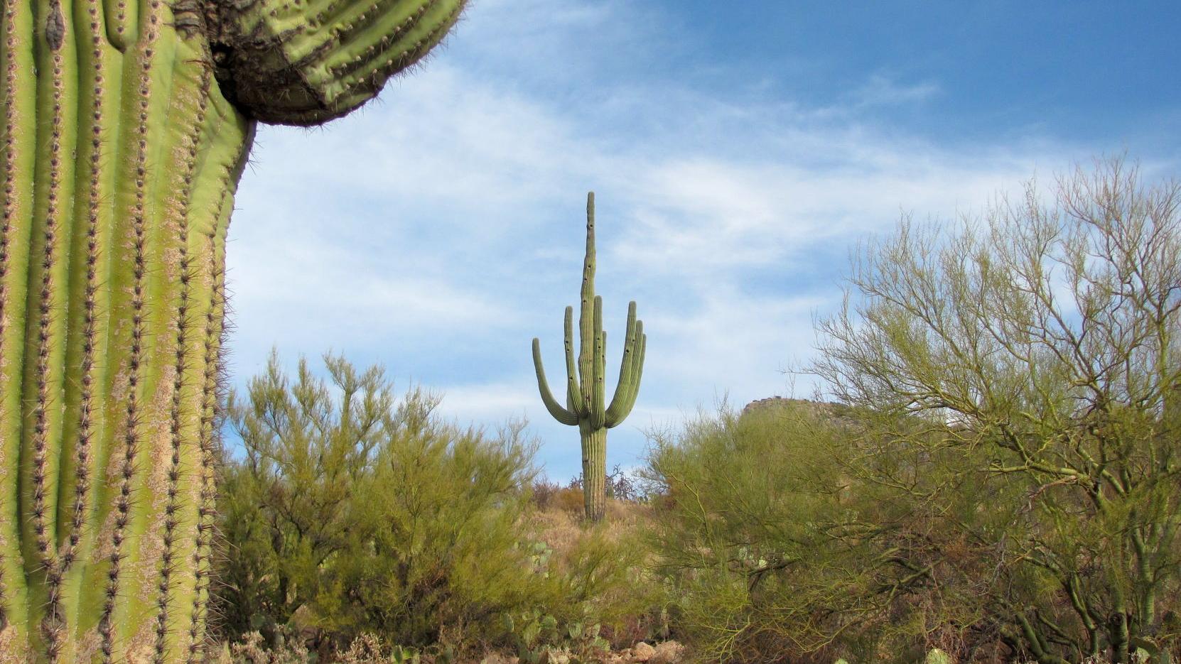 Traditional saguaro beauty